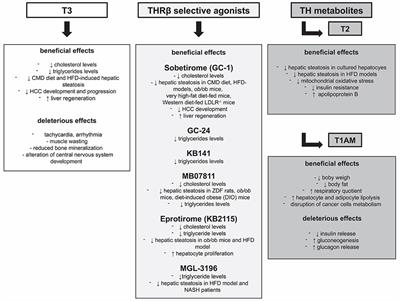 Thyroid Hormones, Thyromimetics and Their Metabolites in the Treatment of Liver Disease